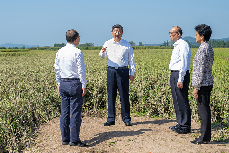 9月6日至8日，中共中央總書記、國家主席、中央軍委主席習(xí)近平在黑龍江考察。這是7日上午，習(xí)近平在遭受洪澇災(zāi)害的哈爾濱尚志市老街基鄉(xiāng)龍王廟村，察看水稻受災(zāi)情況。